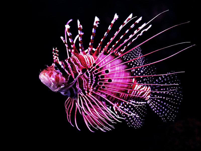 The Ocean’s Youngest Monsters Are Ready for Glamour Shots